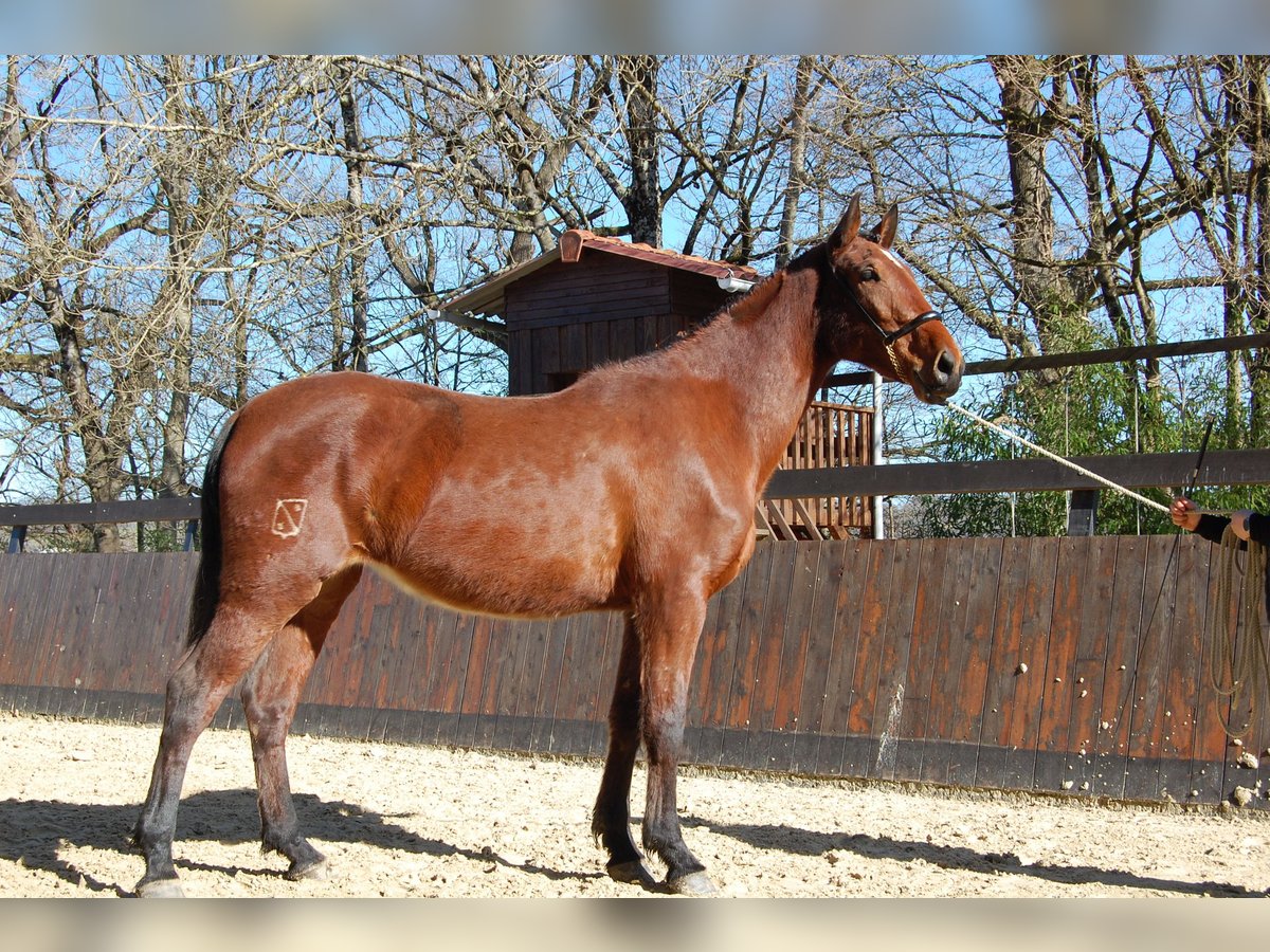 PRE Mix Stute 3 Jahre 165 cm Brauner in Caumont