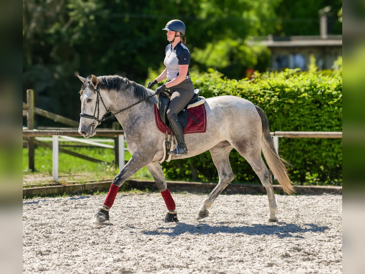 PRE Mix Stute 3 Jahre 165 cm Schimmel in Neustadt (Wied)