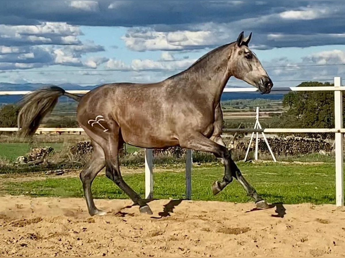 PRE Mix Stute 3 Jahre 175 cm Fliegenschimmel in Navalvillar De Pela