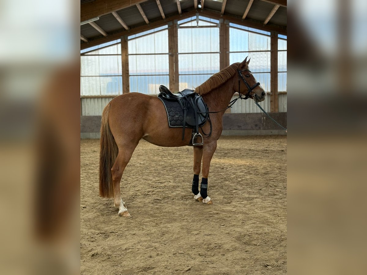 PRE Mix Stute 4 Jahre 150 cm Fuchs in Wangerland PRE Mix Stute 4 Jahre 150 cm Fuchs in Wangerland