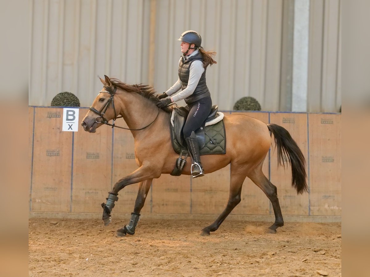 PRE Stute 4 Jahre 154 cm Falbe in Neustadt (Wied)