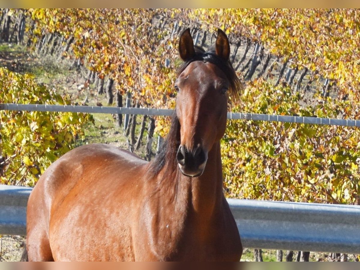 PRE Stute 4 Jahre 156 cm Brauner in Provinz Cordoba