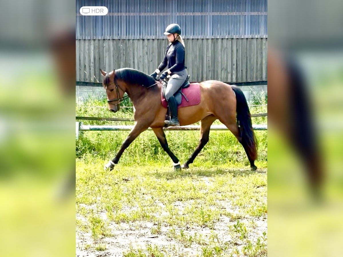 PRE Stute 4 Jahre 158 cm Brauner in Wremen