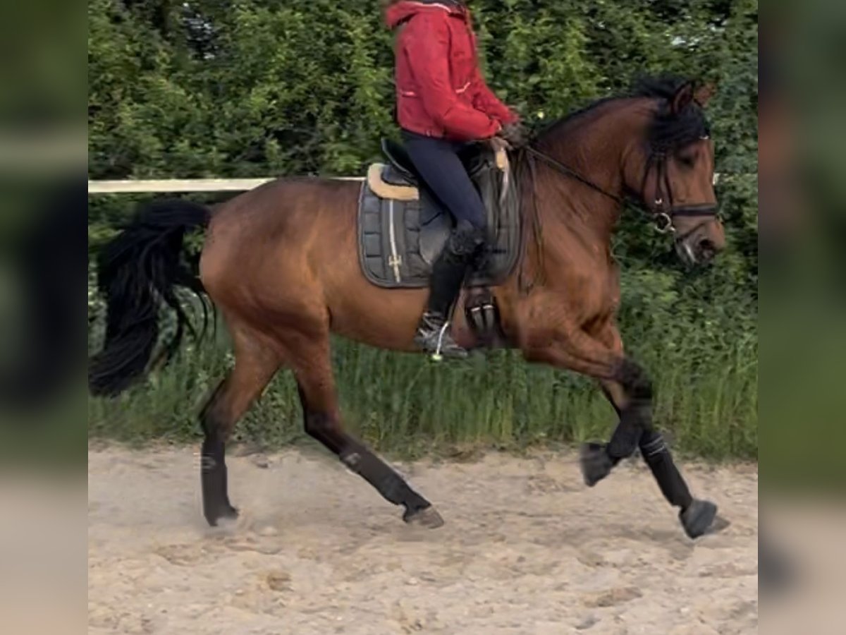 PRE Mix Stute 4 Jahre 158 cm Brauner in Wegberg