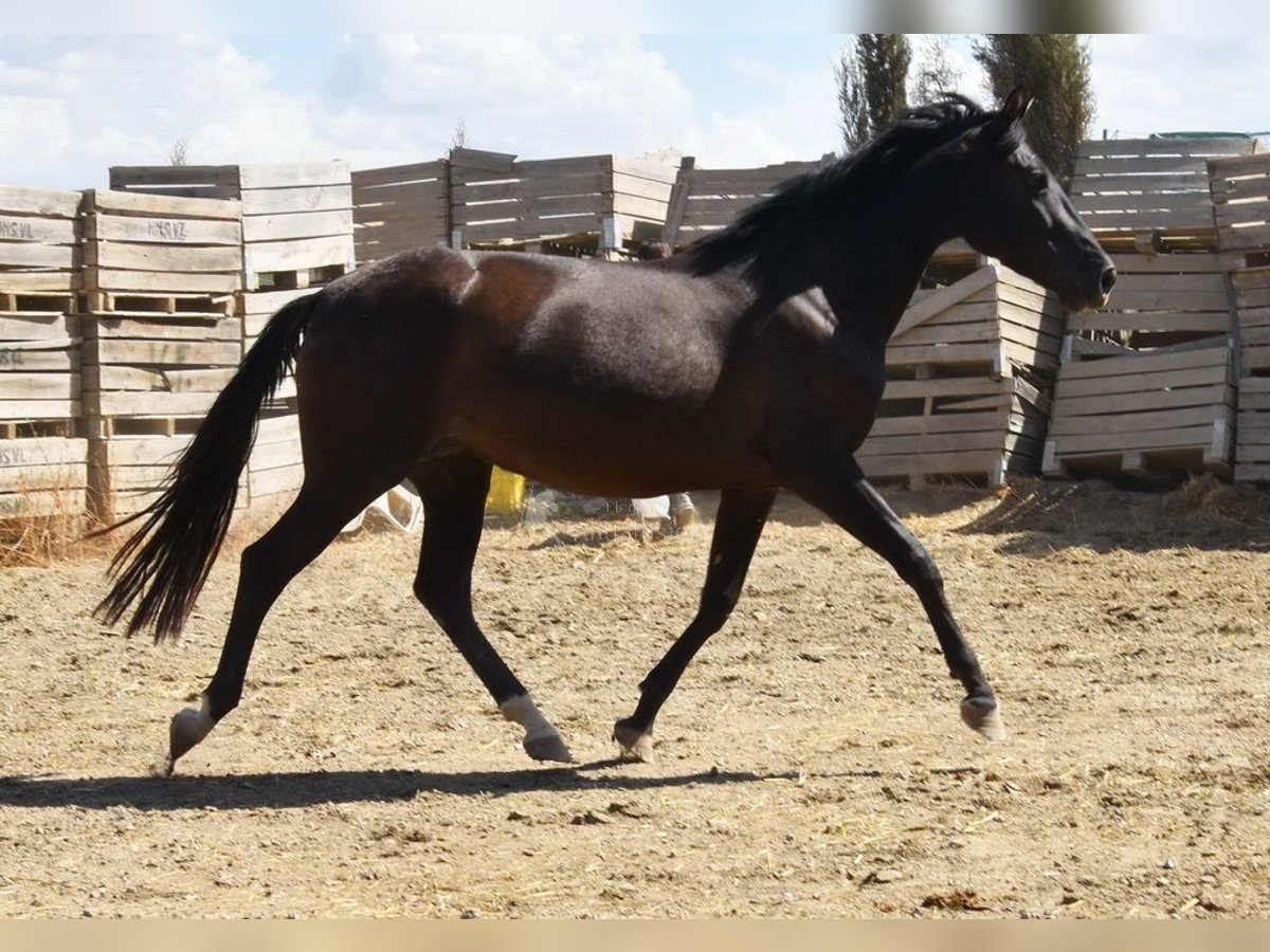 PRE Mix Stute 4 Jahre 158 cm Rappe in Provinz Granada