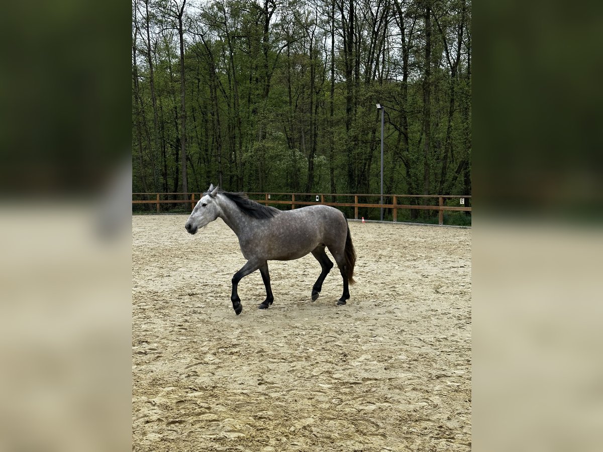 PRE Mix Stute 4 Jahre 158 cm Schimmel in Leichlingen
