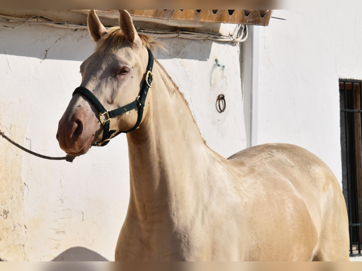 PRE Mix Stute 4 Jahre 159 cm Pearl in Klettgau