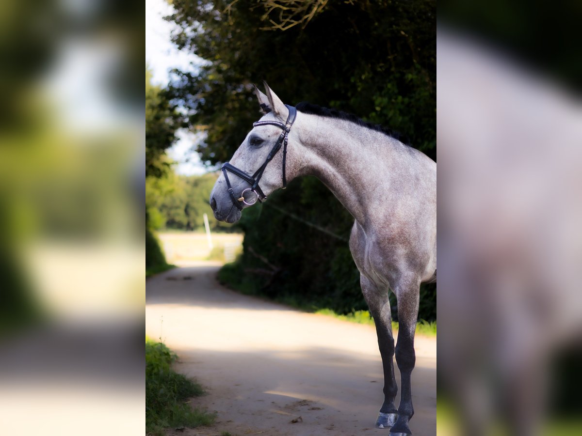 PRE Stute 4 Jahre 160 cm Rotschimmel in Roeser