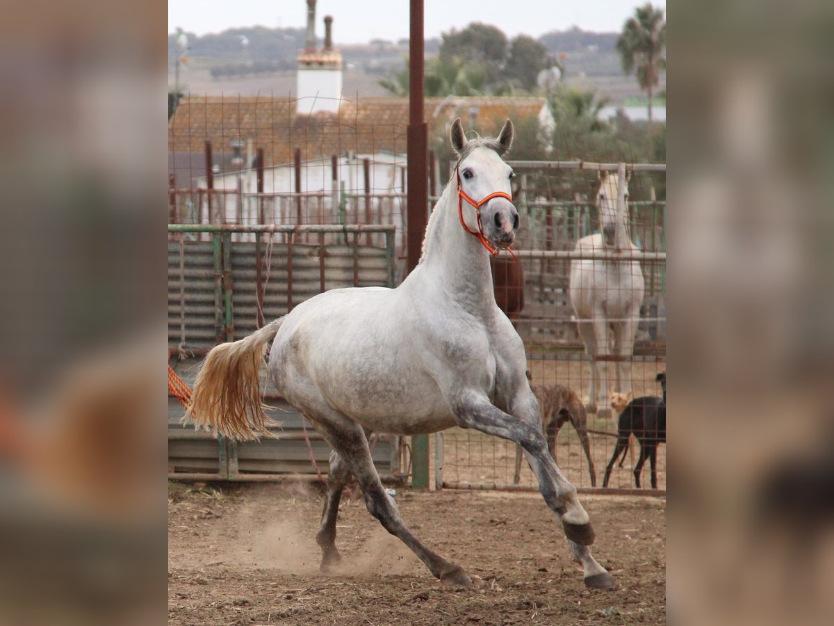 PRE Mix Stute 4 Jahre 165 cm Schimmel in Vejer de la Frontera