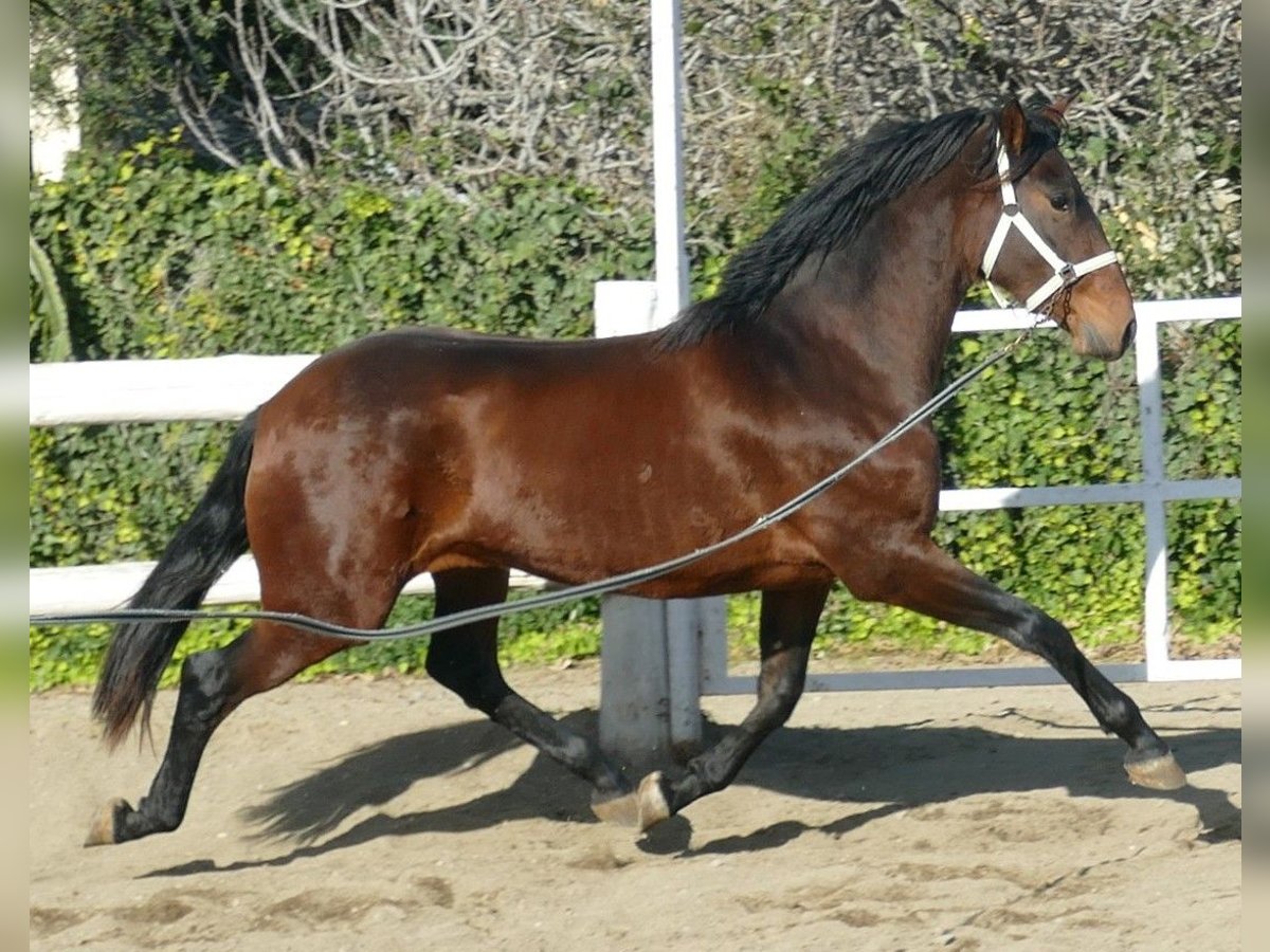 PRE Stute 4 Jahre 166 cm in Riudoms