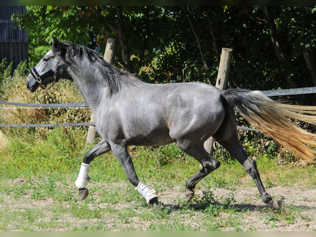 PRE Stute 4 Jahre 170 cm Schimmel in Wremen