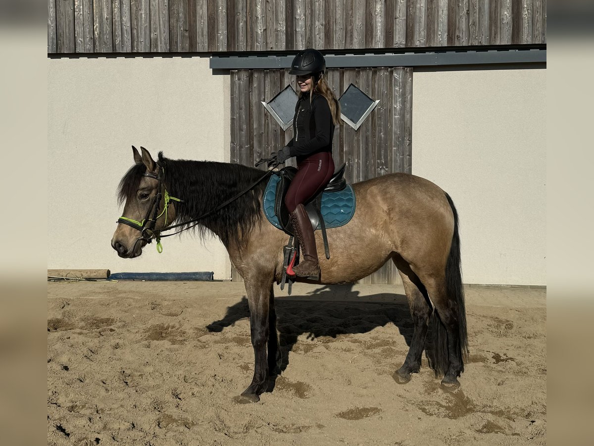 PRE Mix Stute 5 Jahre 153 cm Falbe in Daleiden