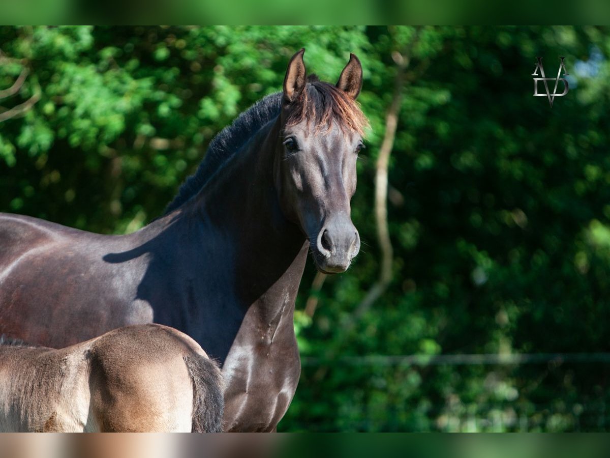 PRE Stute 5 Jahre 155 cm Rappe in La Vespière-Friardel