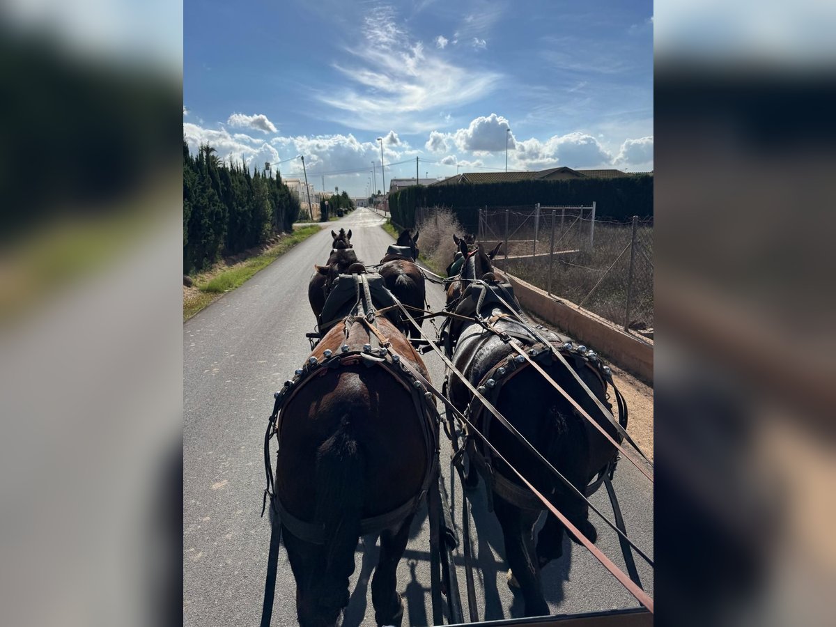 PRE, Stute in Karlshuld