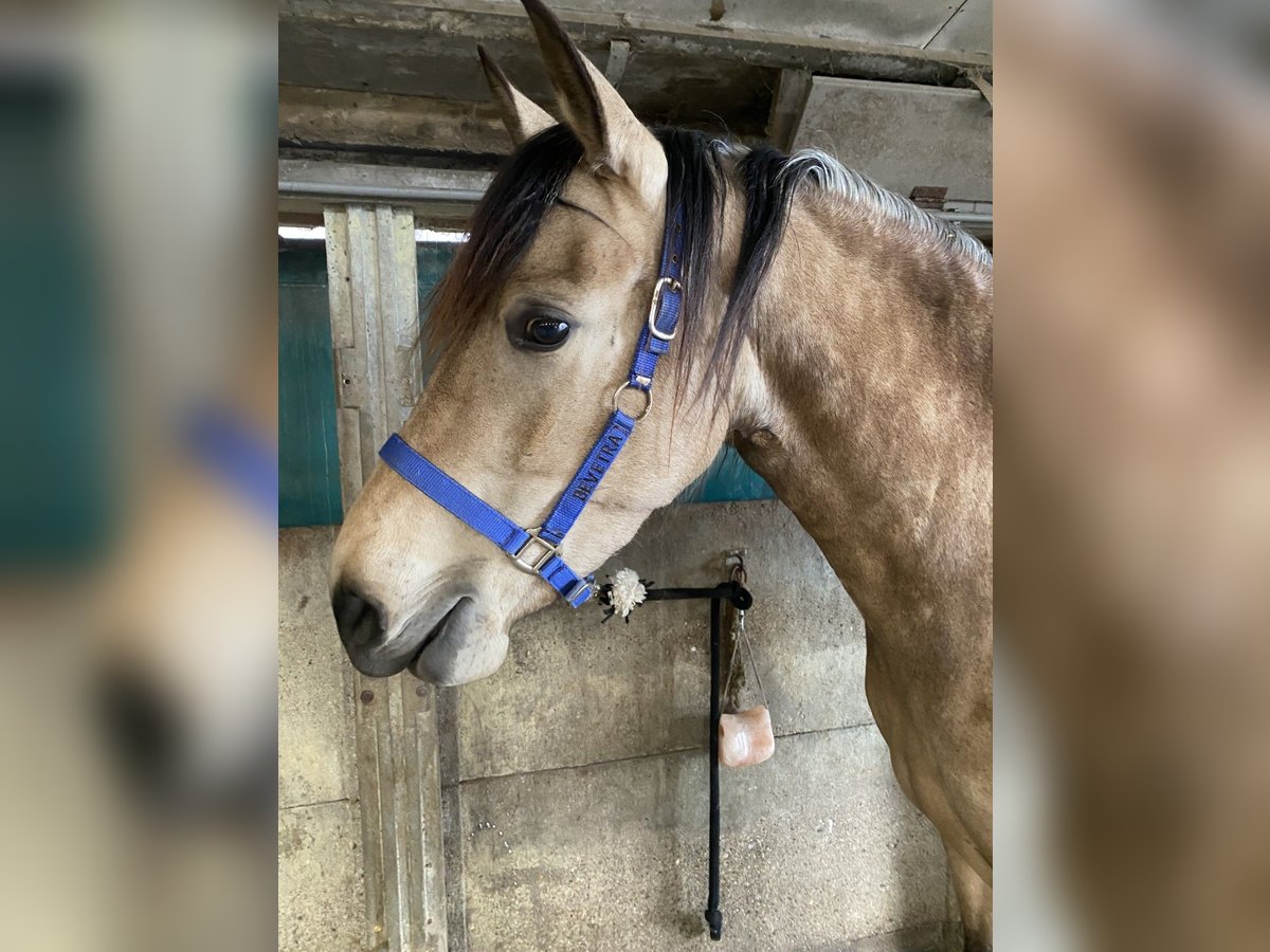PRE Stute 5 Jahre 160 cm Buckskin in Nijkerk