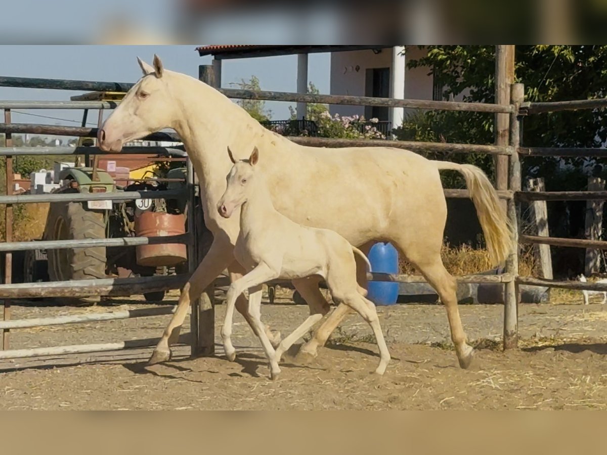 PRE Mix Stute 5 Jahre 161 cm Cremello in Santa Marta