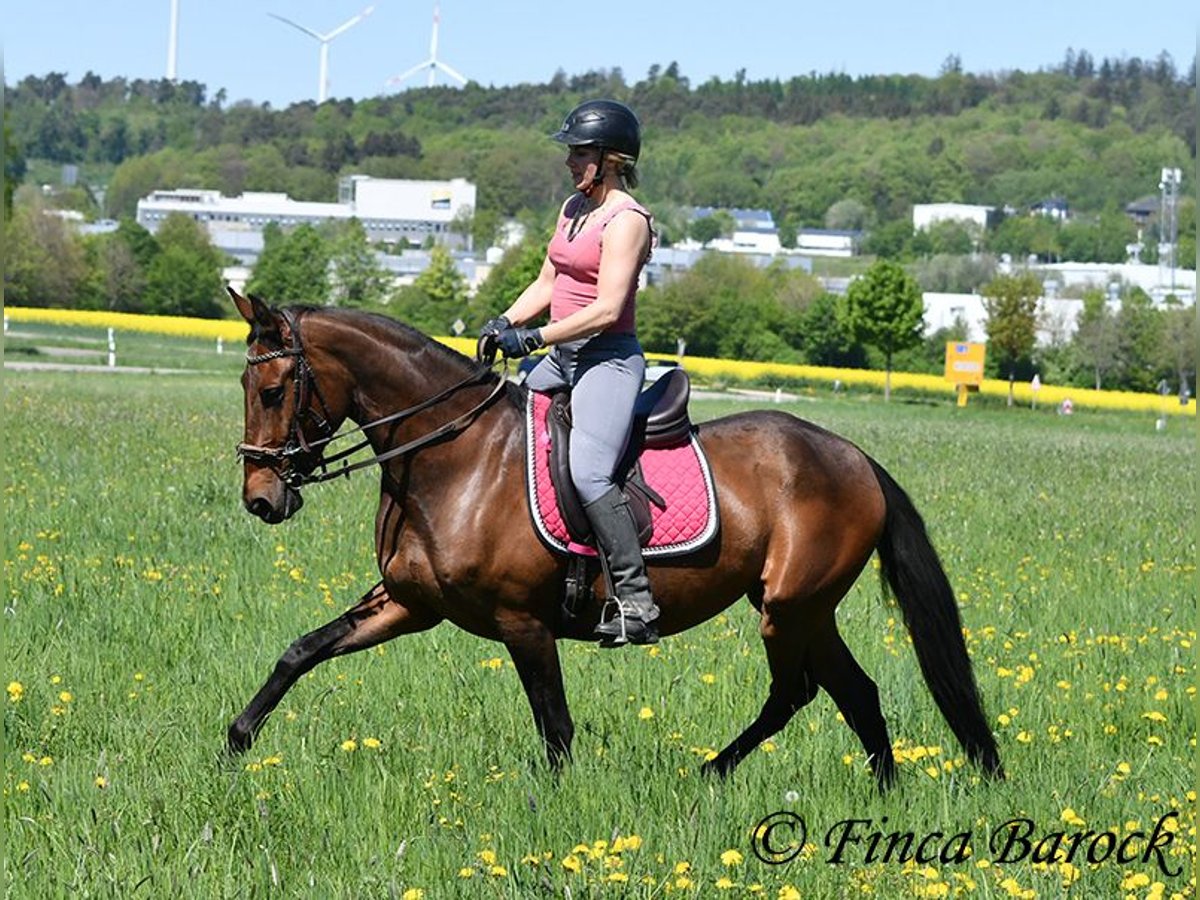 PRE Stute 5 Jahre 162 cm Brauner in Wiebelsheim