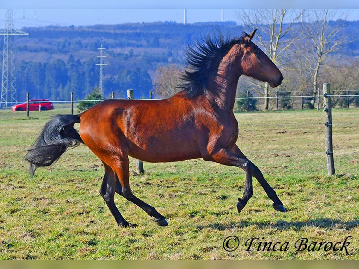 PRE Stute 5 Jahre 162 cm Brauner in Wiebelsheim