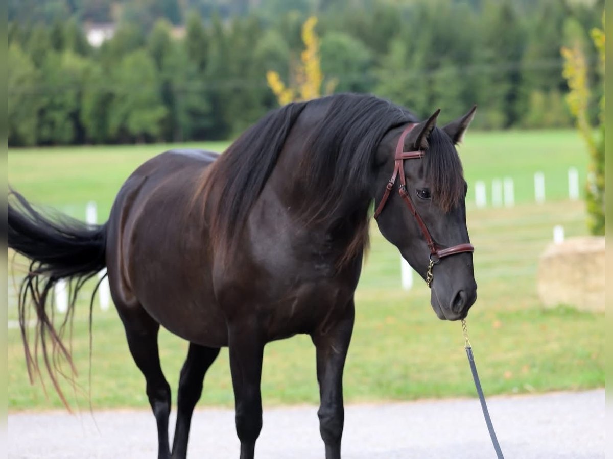 PRE Mix Stute 5 Jahre 162 cm Rappe in Freidorf