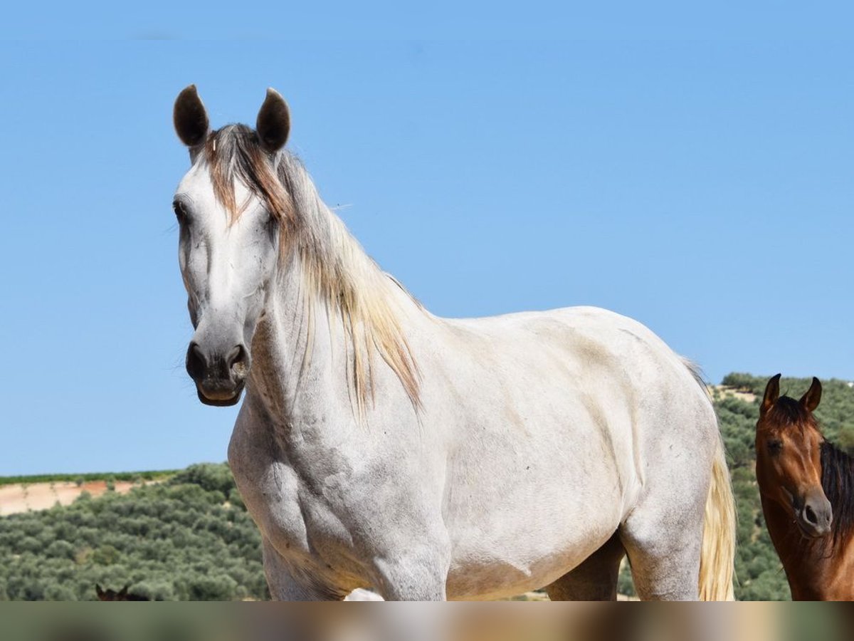 PRE Stute 5 Jahre 162 cm Schimmel in Provinz Cordoba