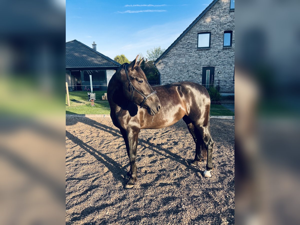 PRE Stute 5 Jahre 164 cm Rappe in Ostenfeld