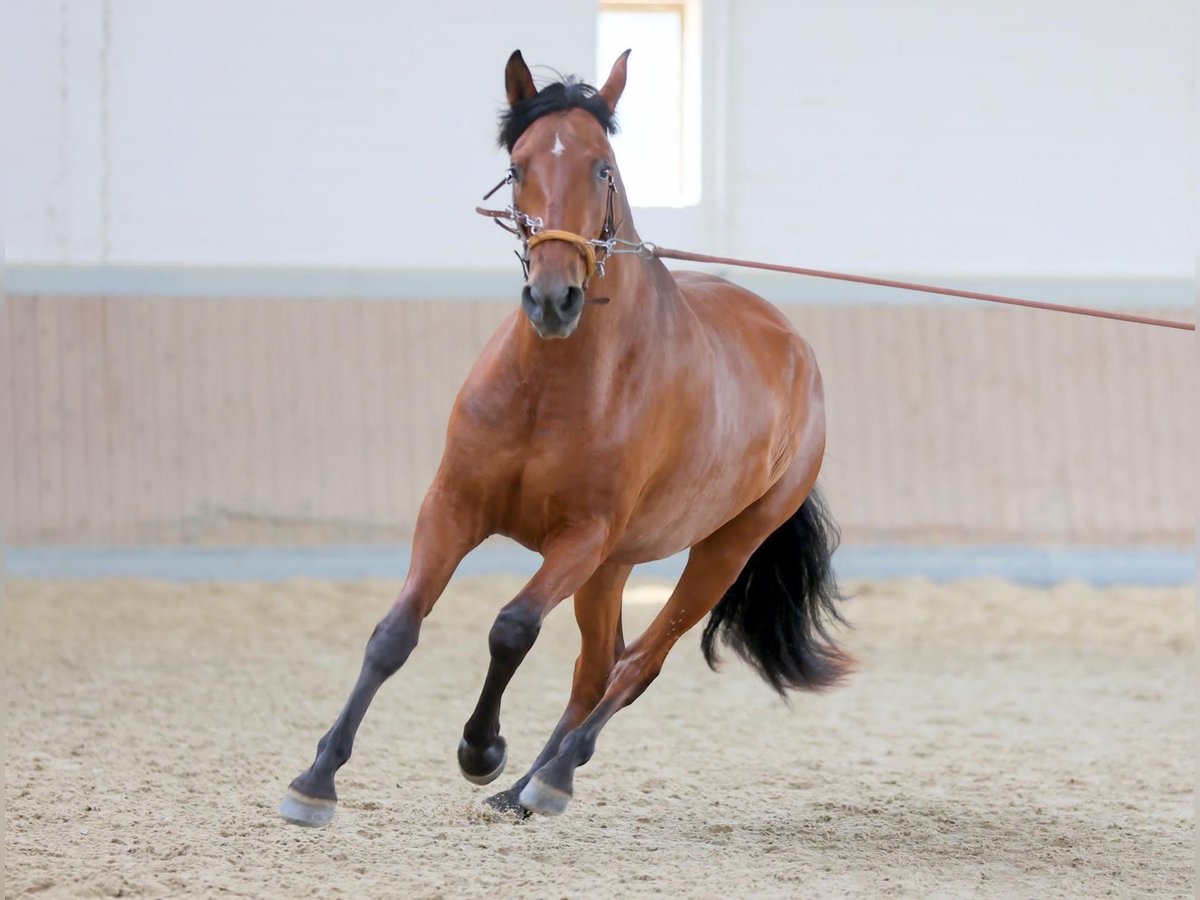 PRE Mix Stute 5 Jahre 165 cm Brauner in Brilon