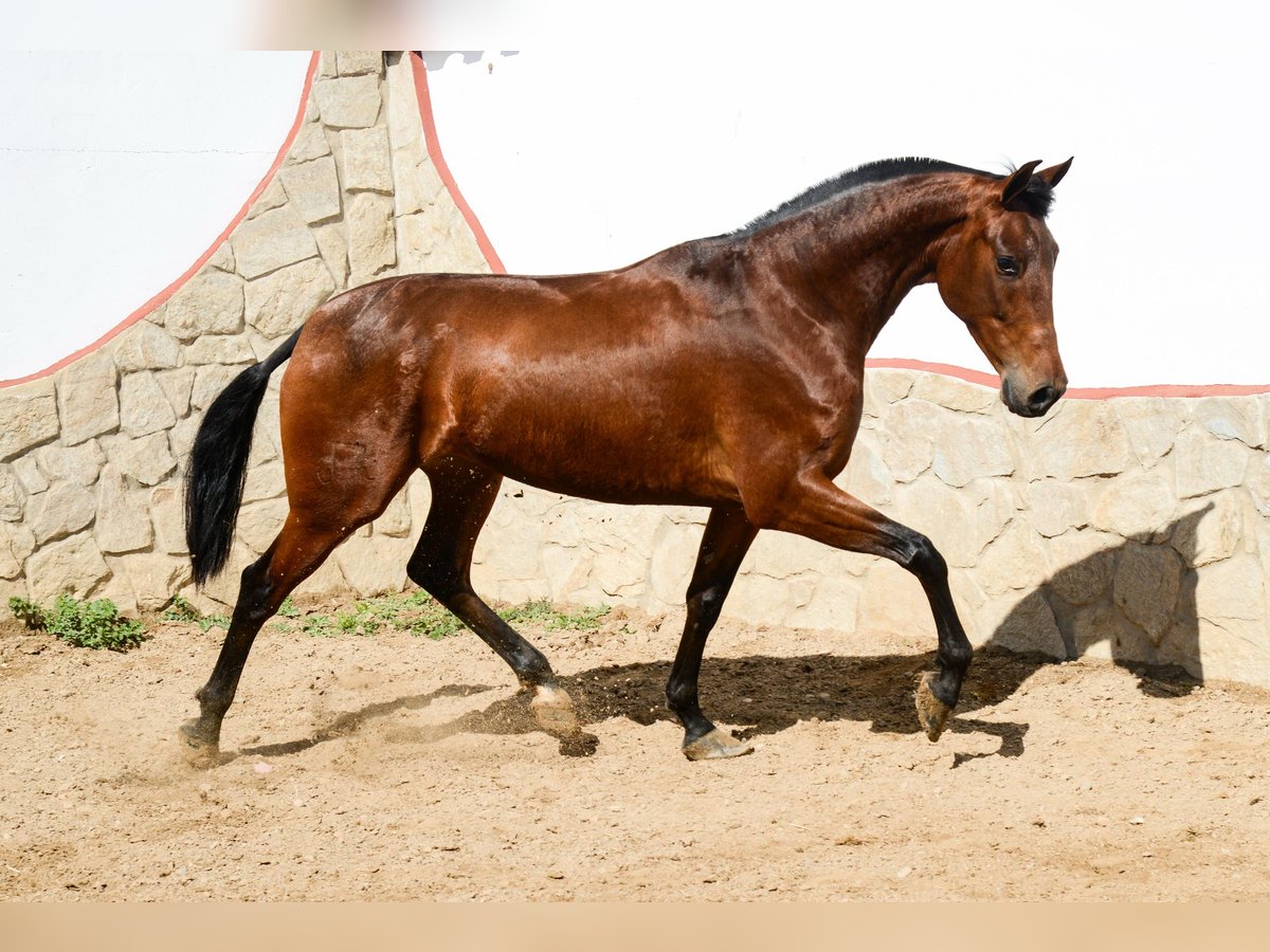 PRE Stute 5 Jahre 165 cm Brauner in Badajoz