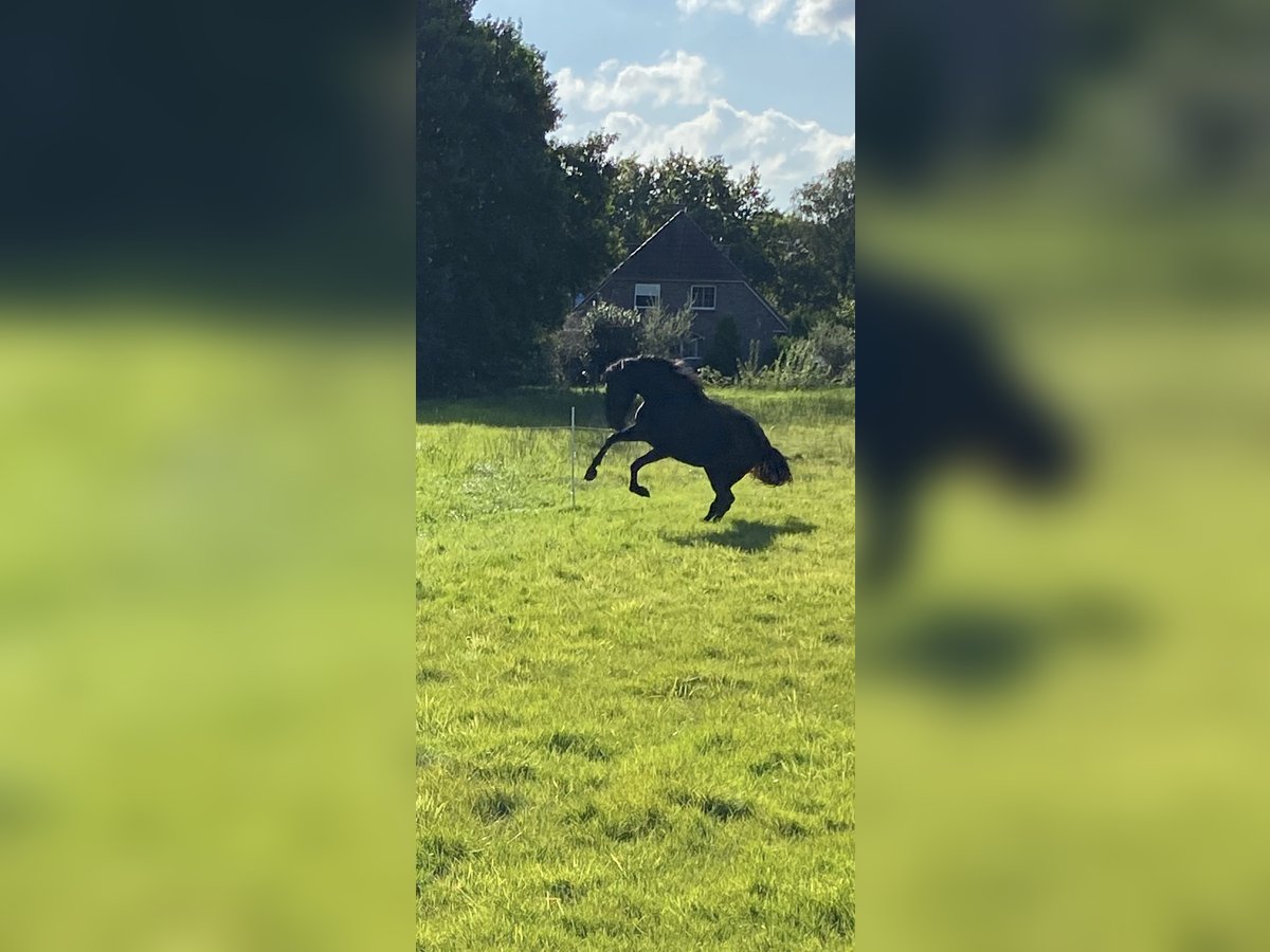 PRE Stute 5 Jahre 165 cm Rappe in Ostenfeld (Husum)