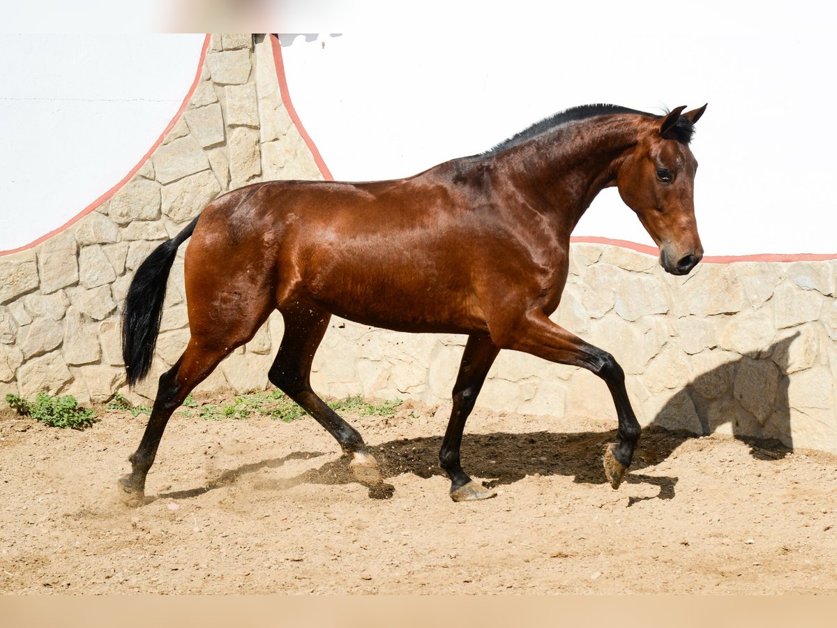 PRE Stute 5 Jahre 165 cm in Badajoz