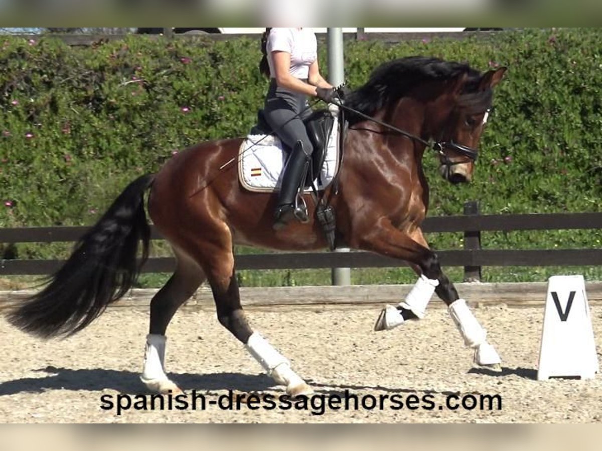 PRE Mix Stute 5 Jahre 167 cm Brauner in Barcelona