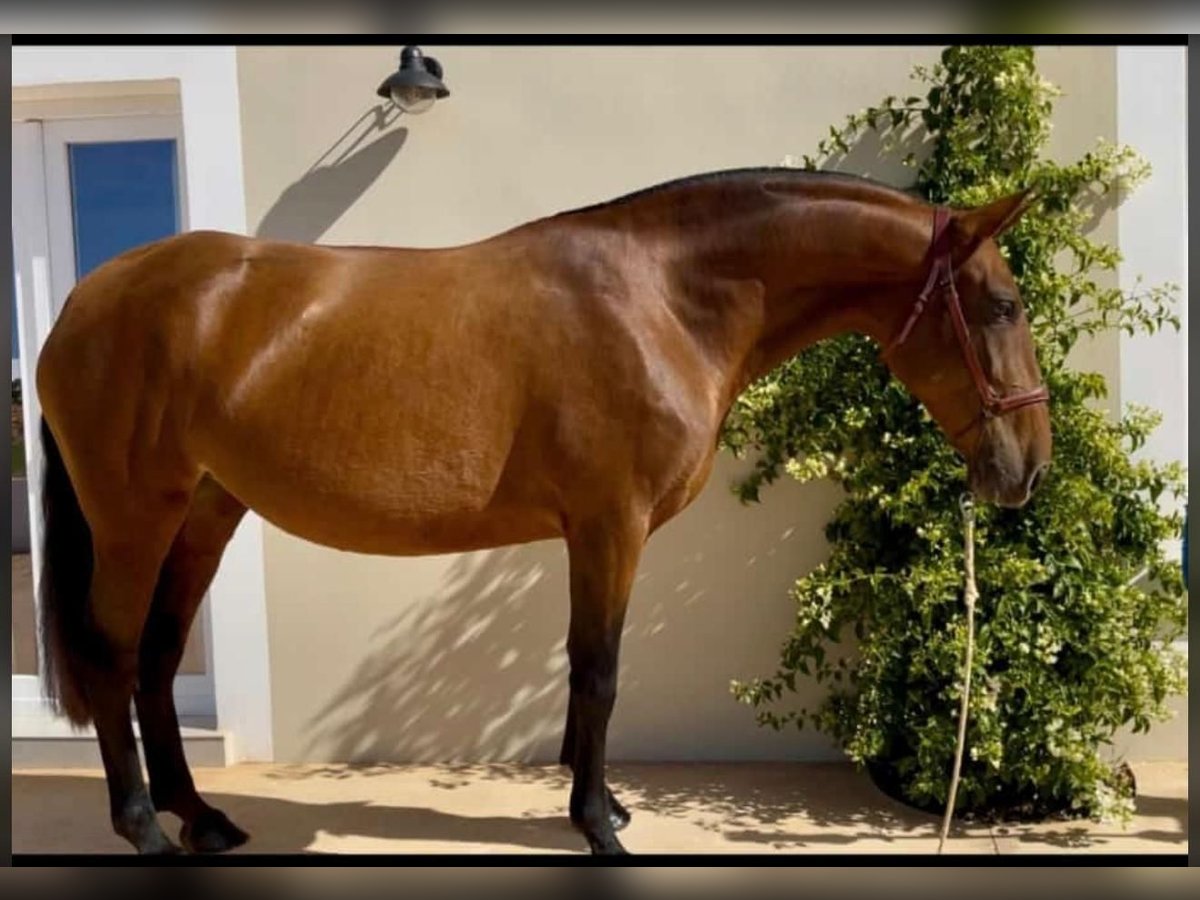 PRE Mix Stute 5 Jahre 170 cm Hellbrauner in Mijas