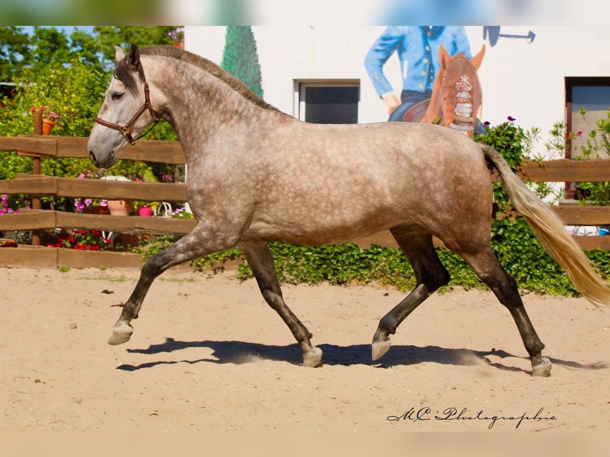 PRE Mix Stute 5 Jahre 171 cm Braunfalbschimmel in Polenz