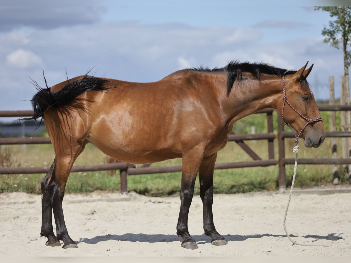 PRE Mix Stute 5 Jahre 174 cm Brauner in Bissendorf