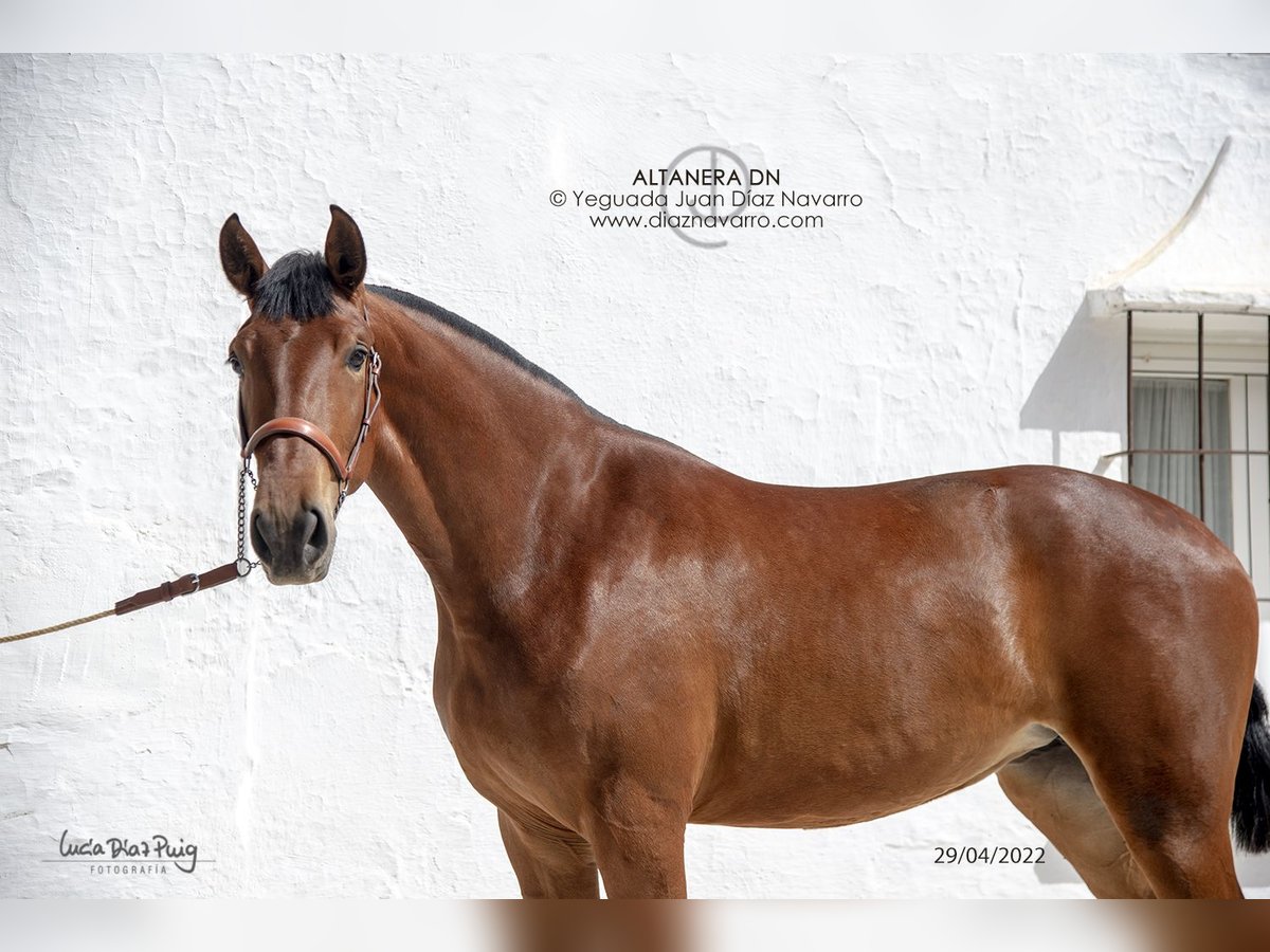 PRE Mix Stute 5 Jahre 177 cm Brauner in Arjona