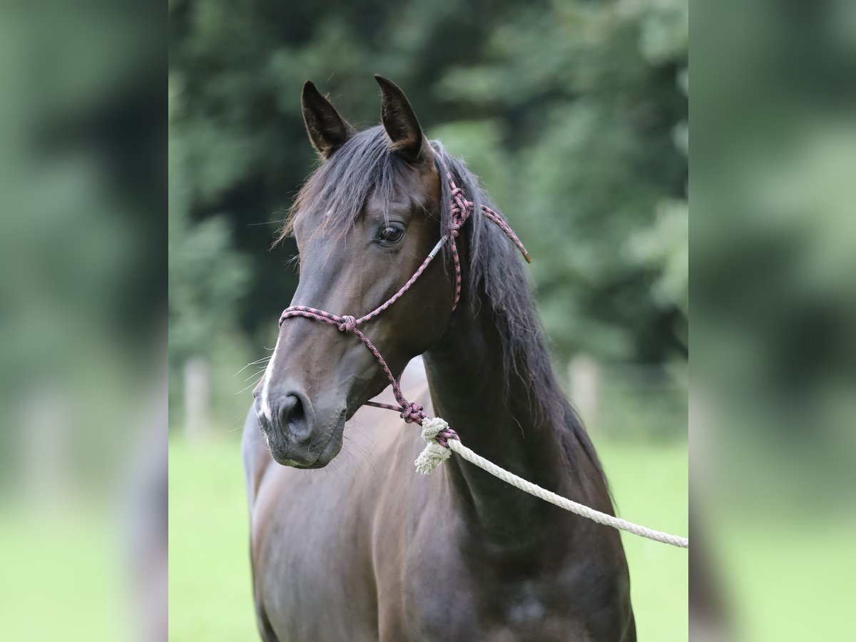 PRE Mix Stute 5 Jahre Brauner in Bissendorf