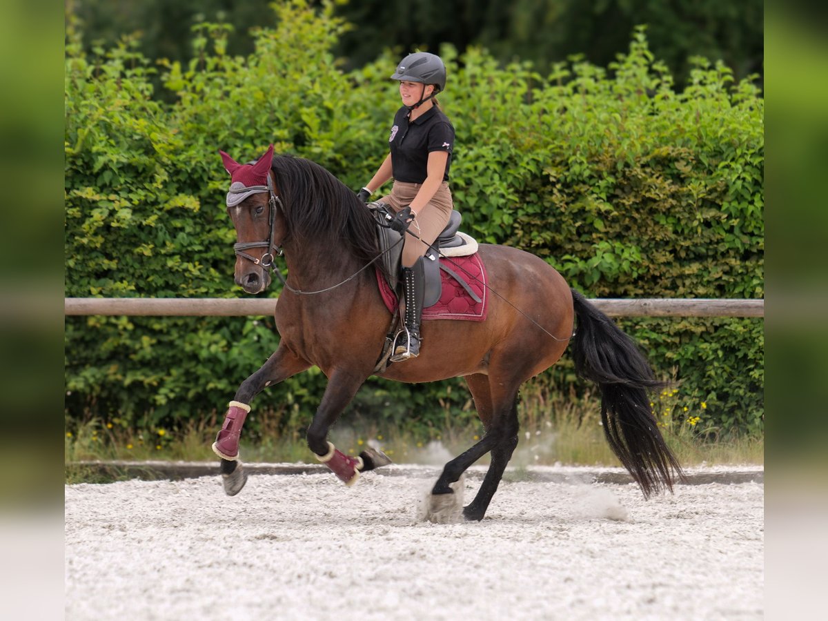 PRE Stute 6 Jahre 153 cm Dunkelbrauner in Neustadt (Wied)