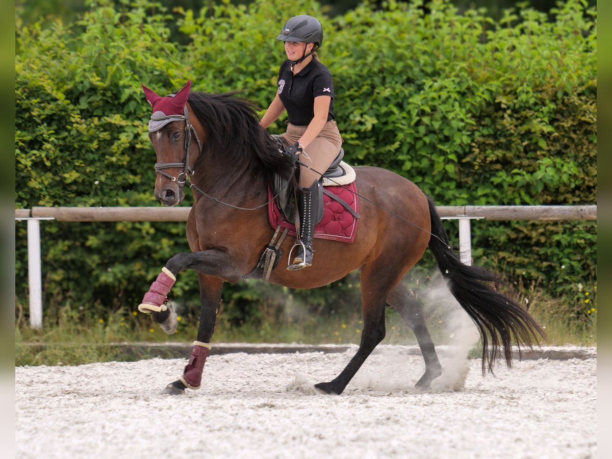 PRE Mix Stute 6 Jahre 153 cm Dunkelbrauner in Neustadt (Wied)