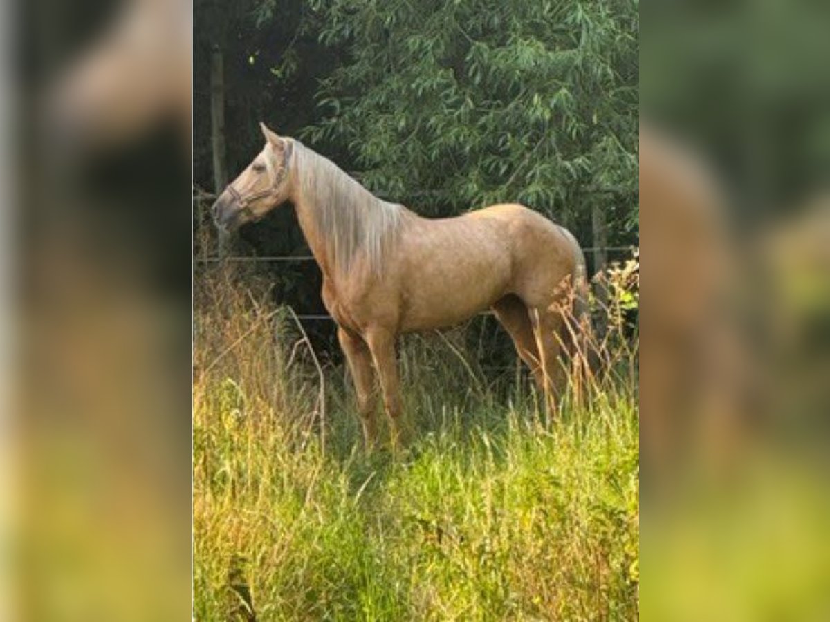 PRE Mix Stute 6 Jahre 154 cm Palomino in Freimersheim