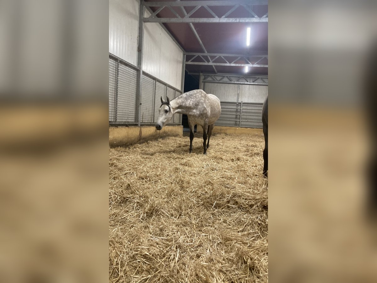 PRE Stute 6 Jahre 156 cm Schimmel in Sorbas