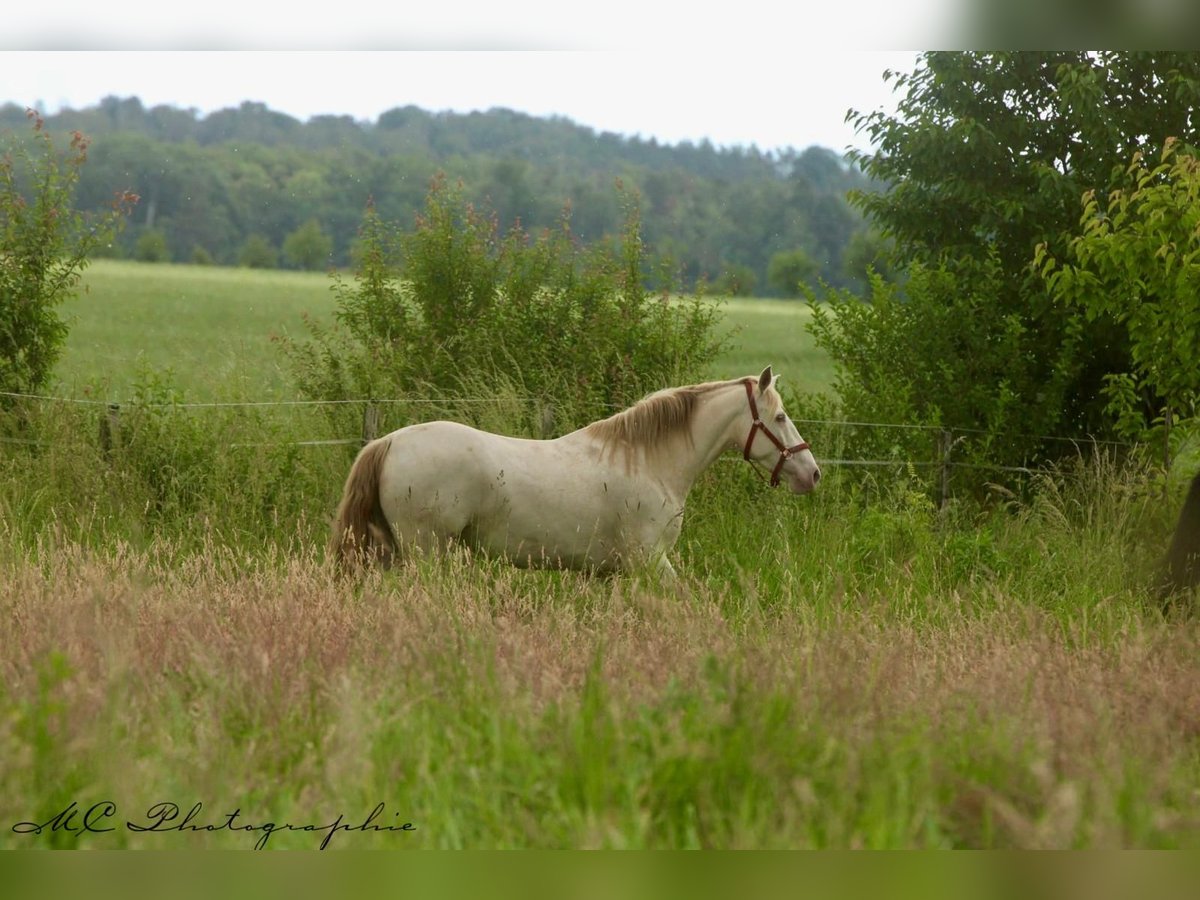 PRE Stute 6 Jahre 158 cm Pearl in Polenz