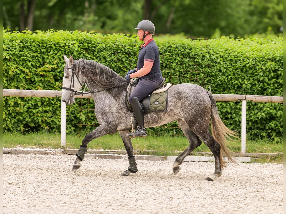 PRE Stute 6 Jahre 160 cm Blauschimmel in Neustadt (Wied)