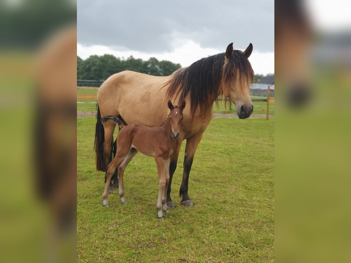 PRE Mix Stute 6 Jahre 160 cm Falbe in R&#xF6;dinghausen