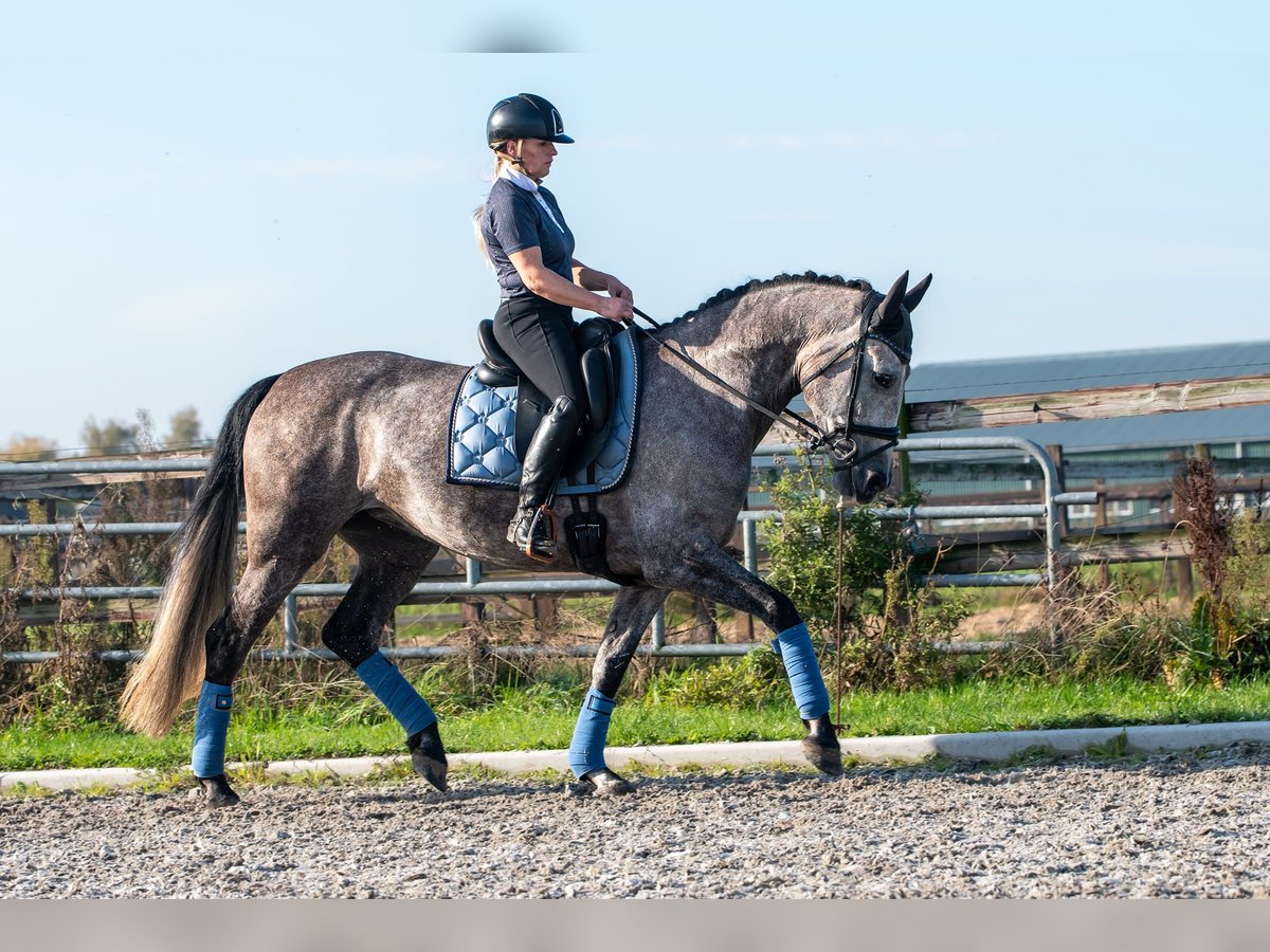 PRE Stute 6 Jahre 162 cm Apfelschimmel in Bonn