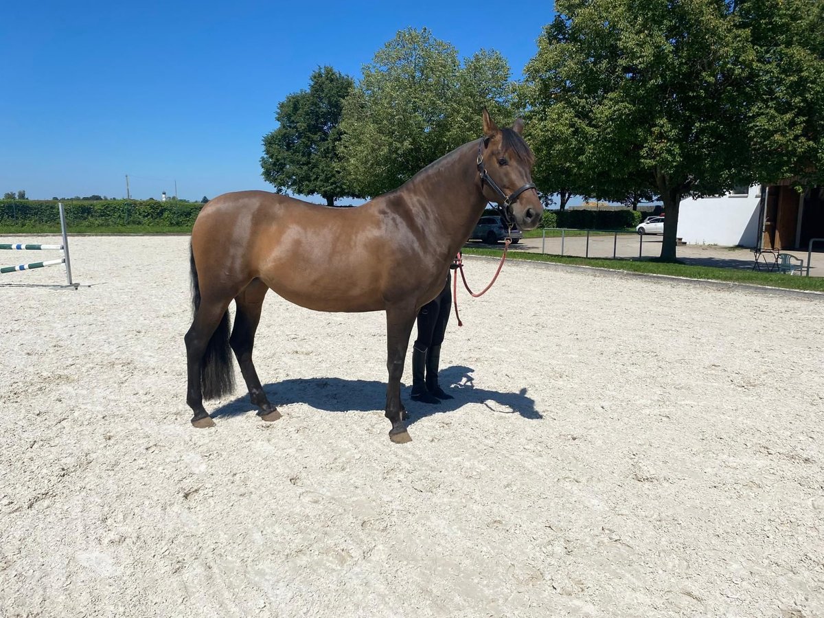 PRE Mix Stute 6 Jahre 162 cm Brauner in Hohenbrunn