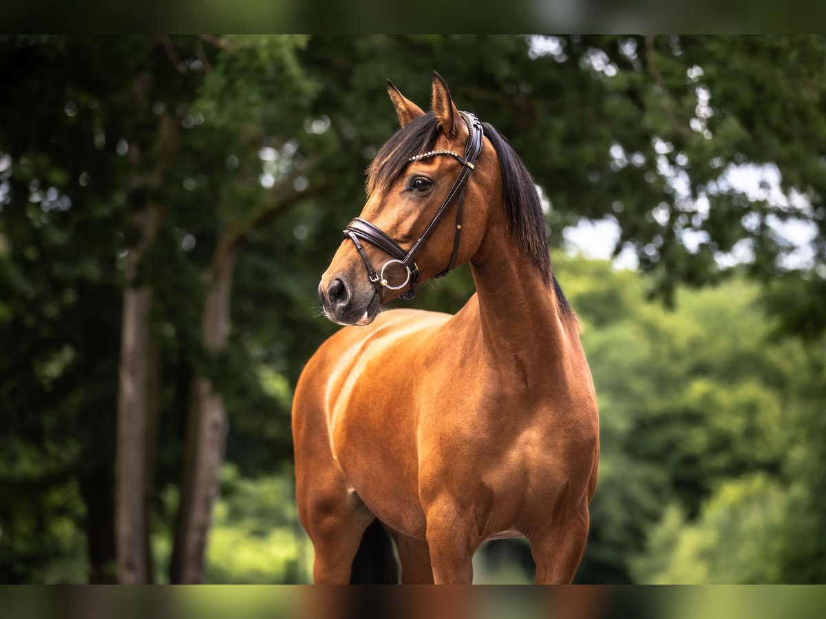 PRE Mix Stute 6 Jahre 163 cm Brauner in Windhagen