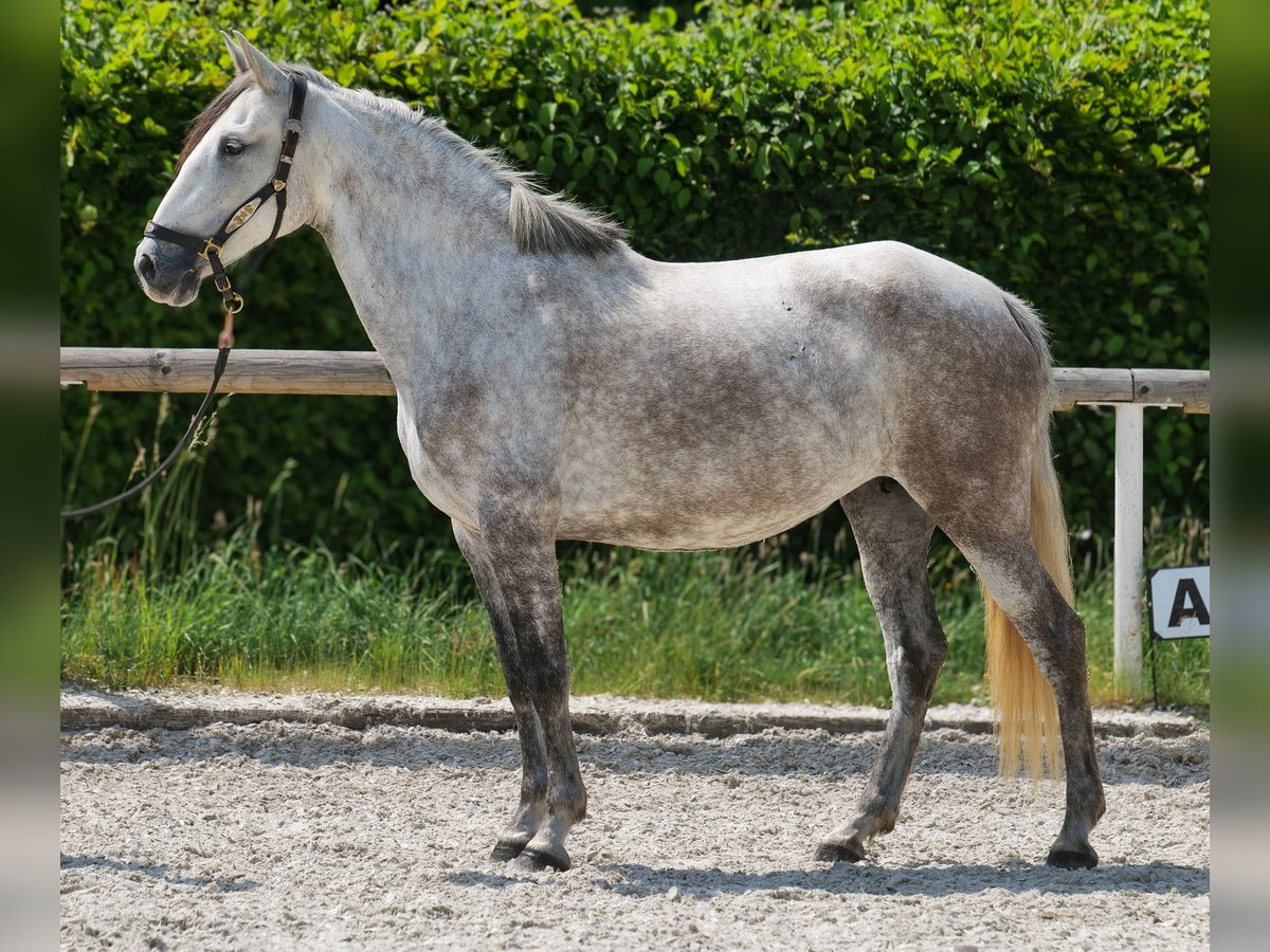 PRE Mix Stute 7 Jahre 153 cm Schimmel in Neustadt (Wied)