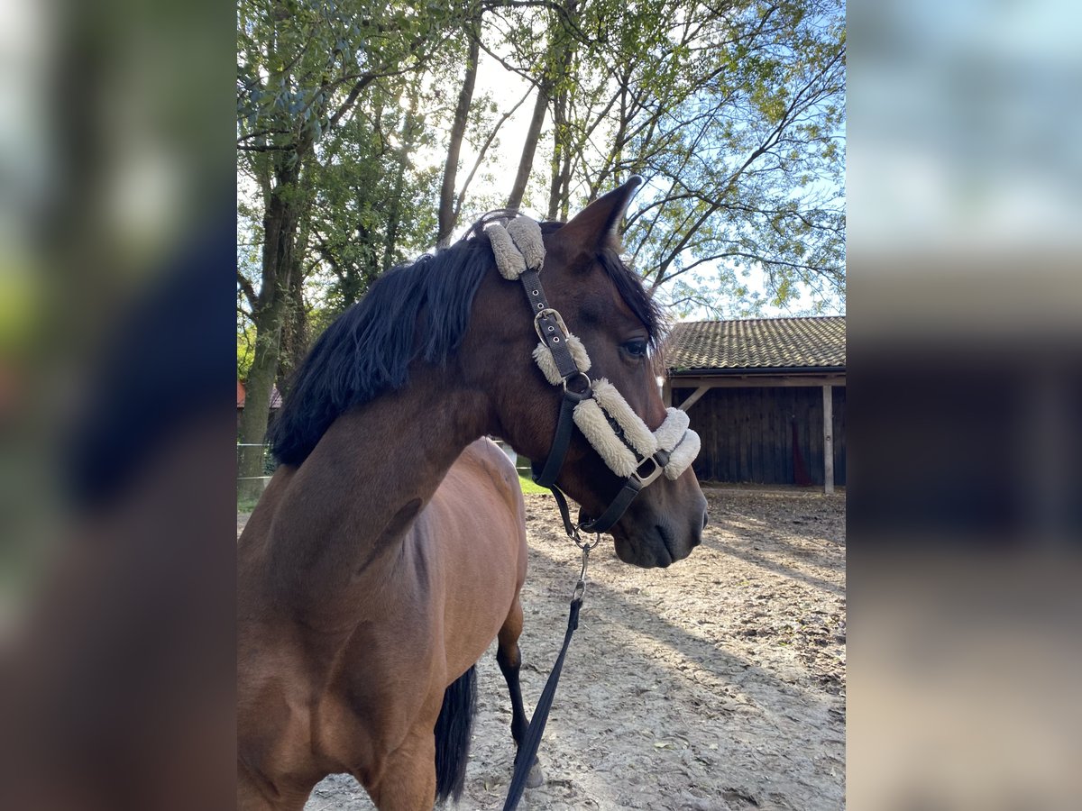 PRE Stute 7 Jahre 155 cm Brauner in Friesoythe