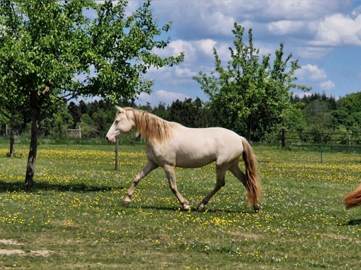 PRE Stute 7 Jahre 155 cm Perlino in Balingen