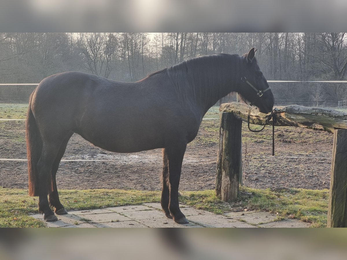 PRE Mix Stute 7 Jahre 158 cm Rappe in Hamburg