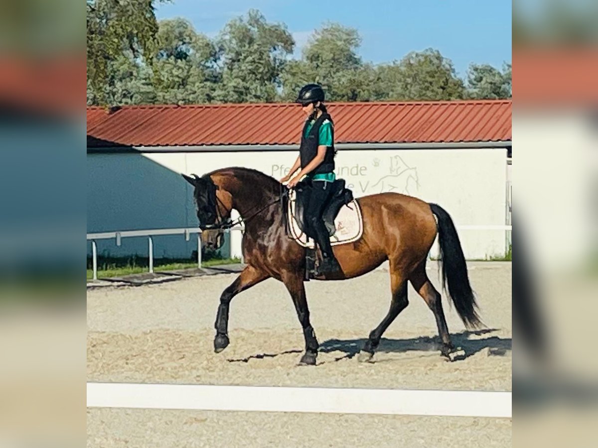 PRE Mix Stute 7 Jahre 159 cm Buckskin in K&#xFC;nzing